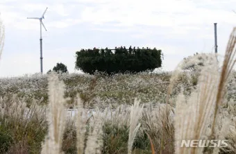 서울 억새축제 2025 일정위치 총정리로 안내_6
