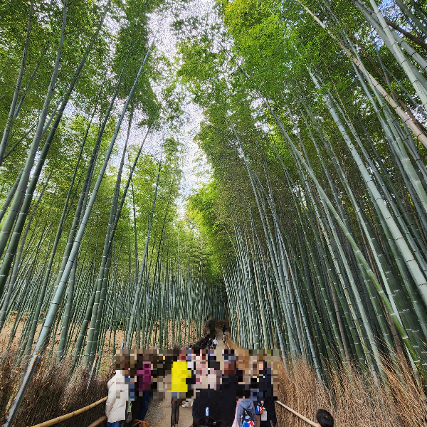 높은 대나무 숲길을 따라 걷는 사람들