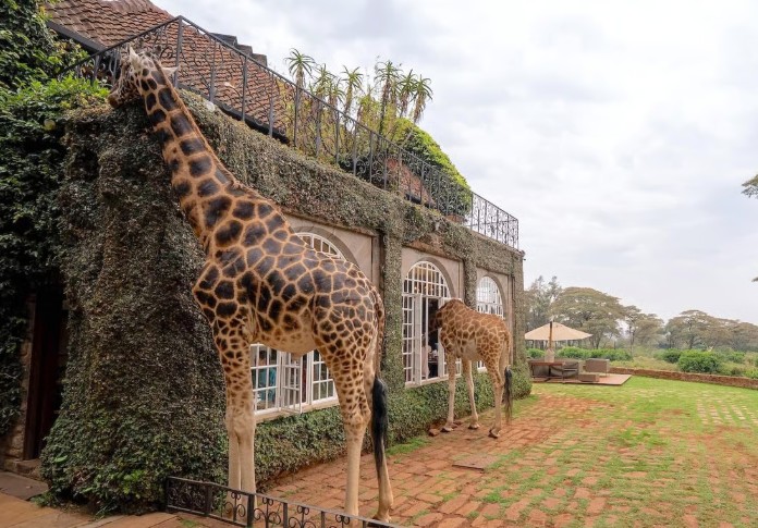 케냐 기린호텔 위치, 예약방법, 숙박비용, 1박 가격, 후기