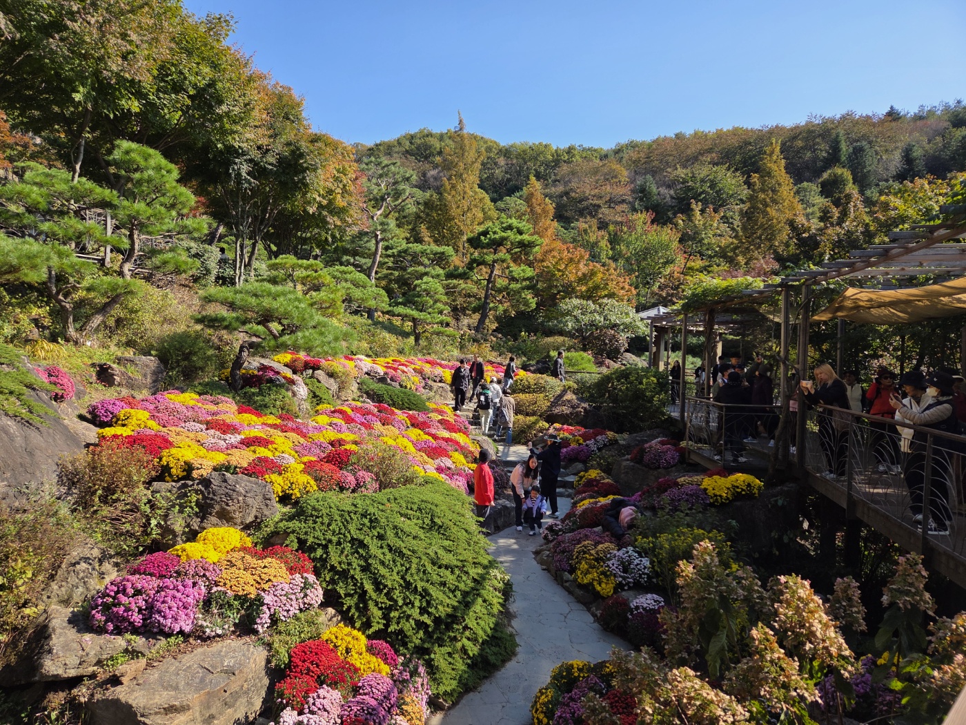 화담숲 국화 언덕길 단풍과 국화꽃이 어우러진 가을 풍경