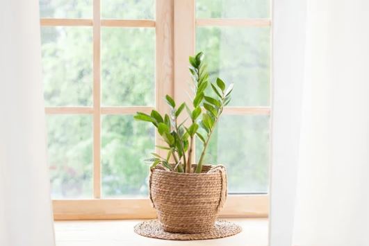 금전수 키우기 물주기