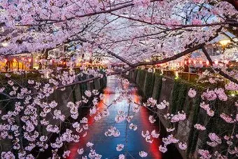 일본 벚꽃 명소 벚꽃 여행 개회시기 도쿄 벚꽃 축제_18