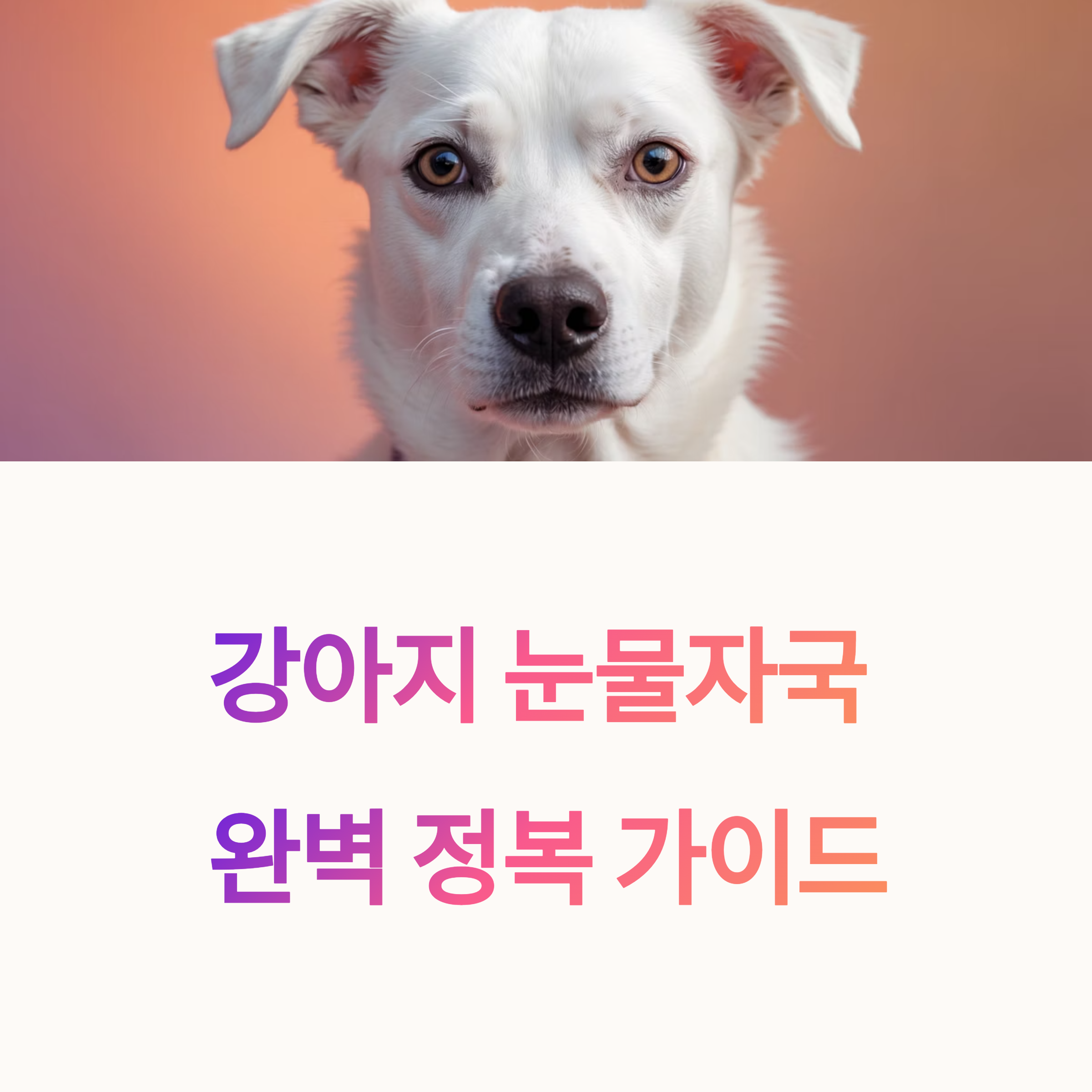 강아지 눈물자국 없애는 법, 효과 좋은 제품은?