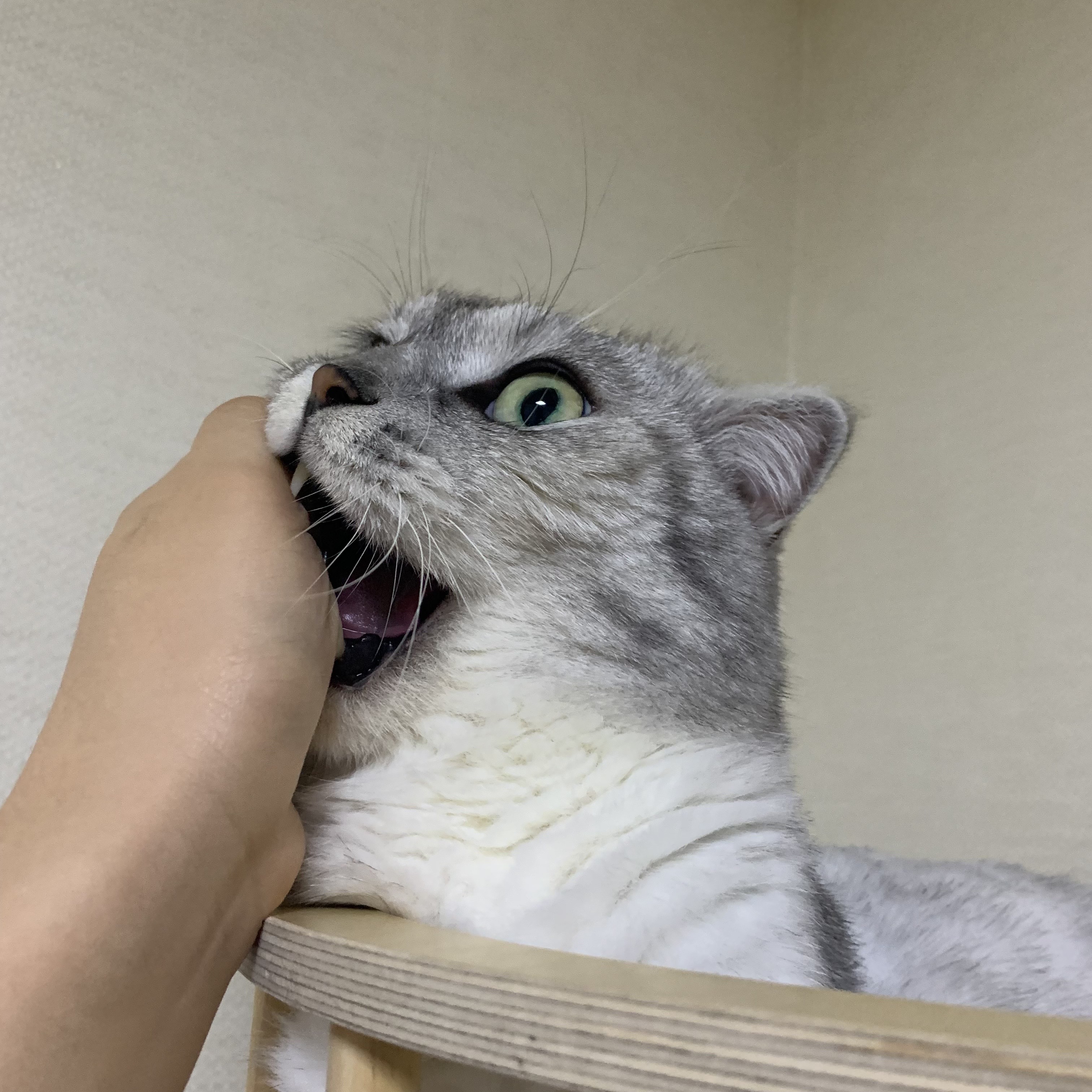 고양이 하악질 무는행동 교육