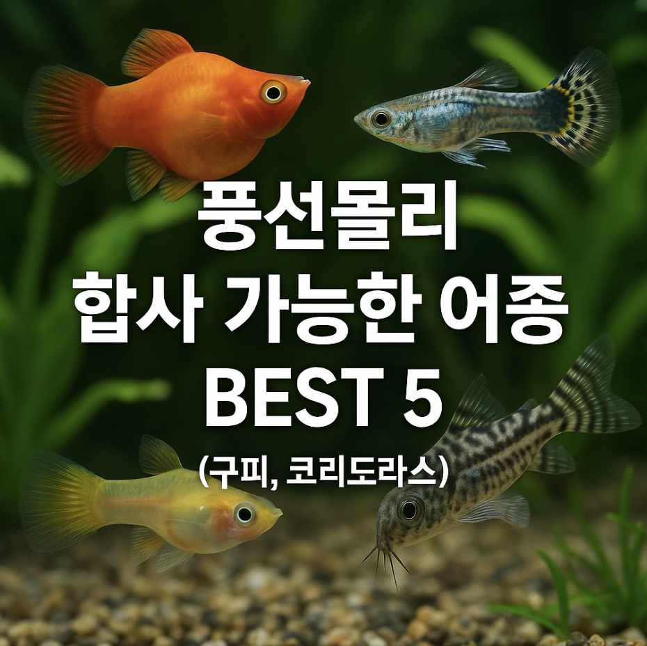 풍선몰리 합사 가능한 어종 BEST 5 (구피, 코리도라스)