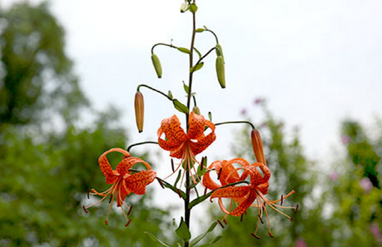 파주 퍼스트가든