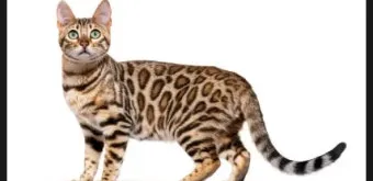 뱅갈고양이 유전병 털빠짐 무늬 수명 가격_7