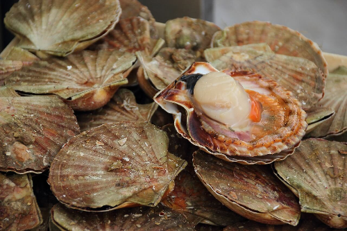 가리비-이미지-2