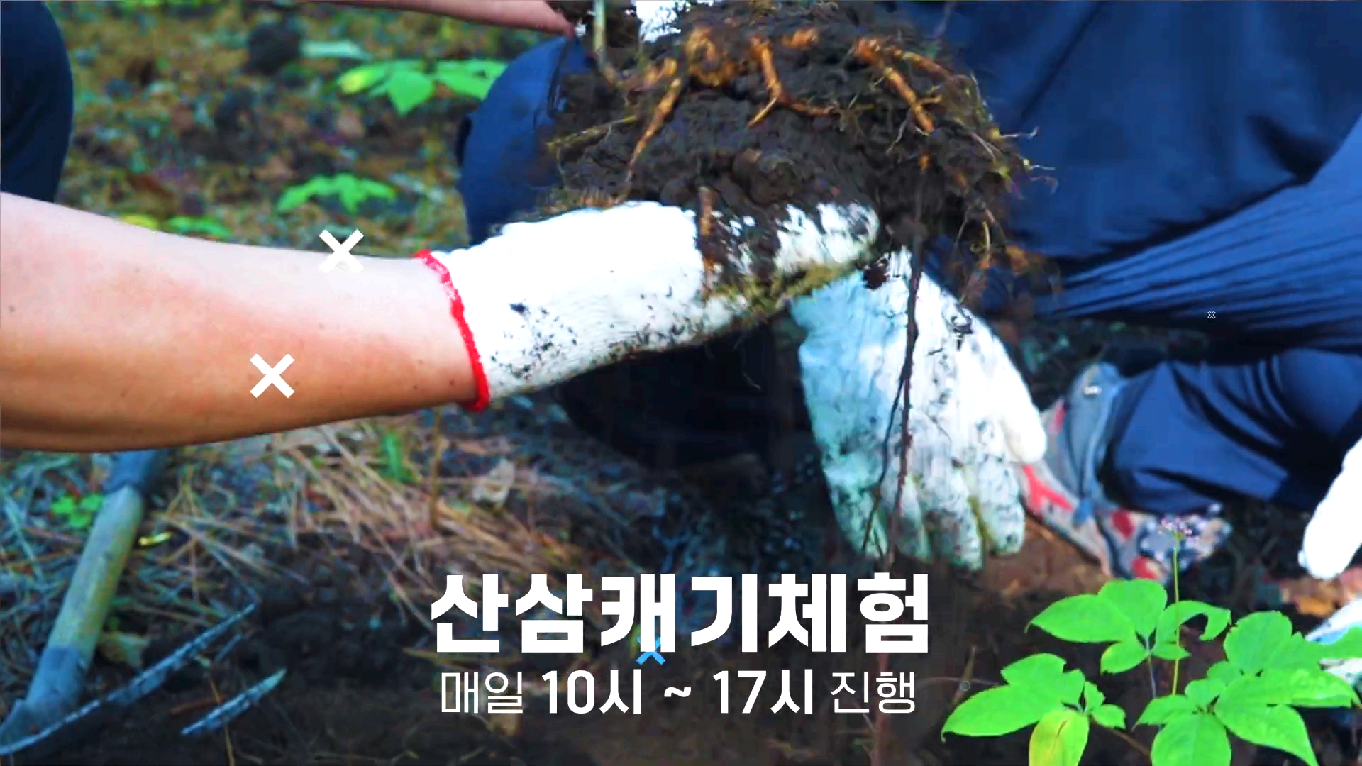 함양산삼축제