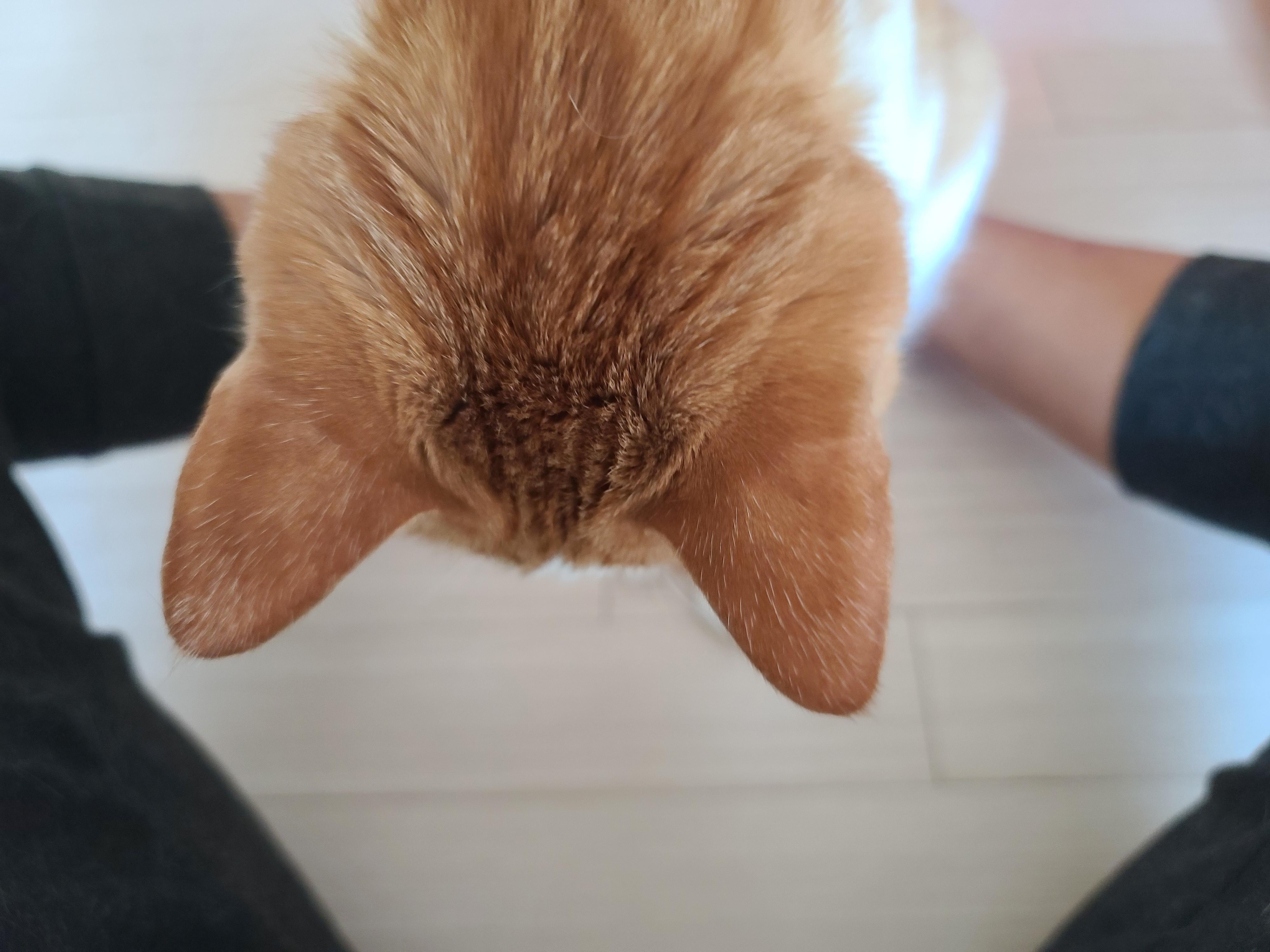 치즈고양이 형제들의 엄마발 사용방법