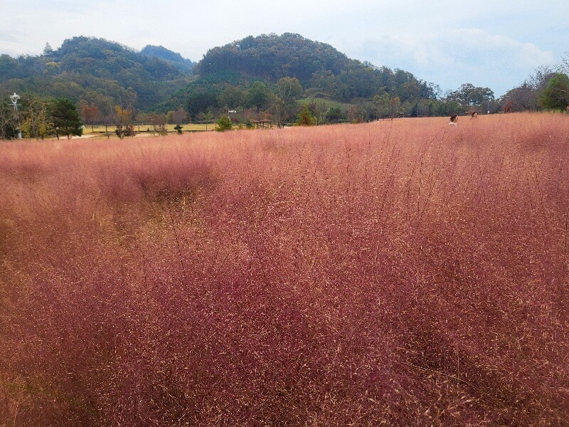함안 악양생태공원 핑크뮬리
