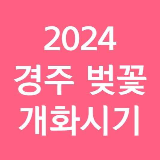 2024 경주 벚꽃 개화시기
