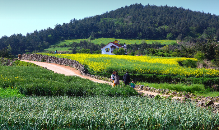 강원도 삼척 맹방 유채꽃밭