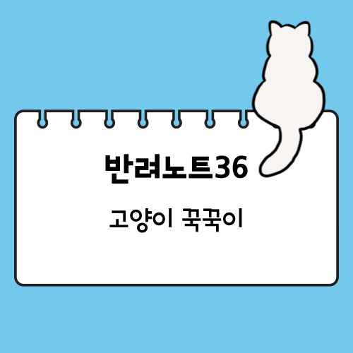고양이 꾹꾹이하는 이유