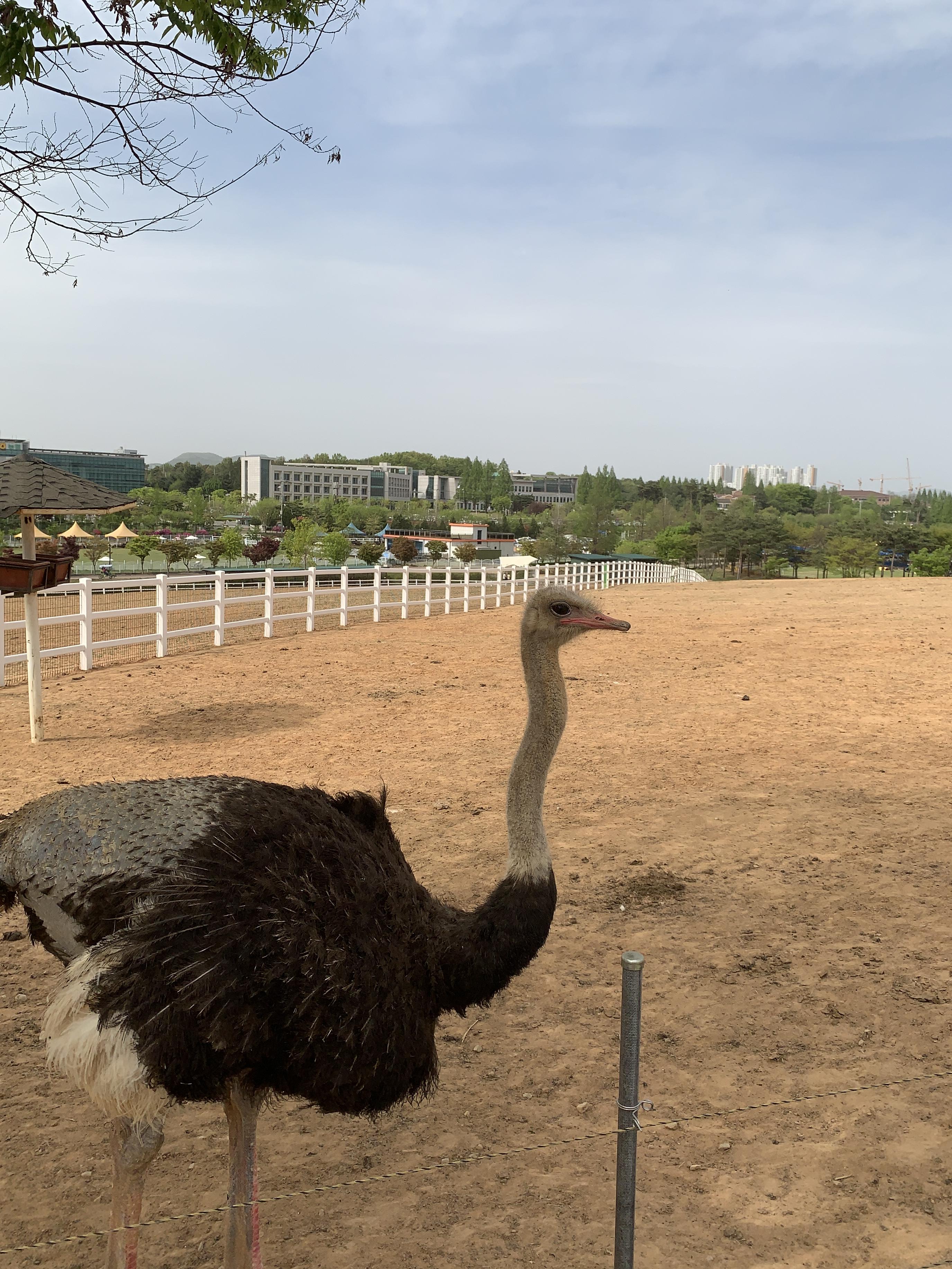 안성팜랜드 타조