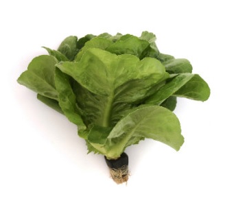 생방송투데이 환승직업 두 번째 인생 충주 쌈 채소 농장 웰팜이에이씨 쌈채소 스마트스토어 주문방법