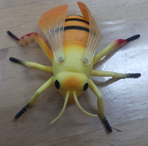 꿀벌 종류·몸 구조·사회성