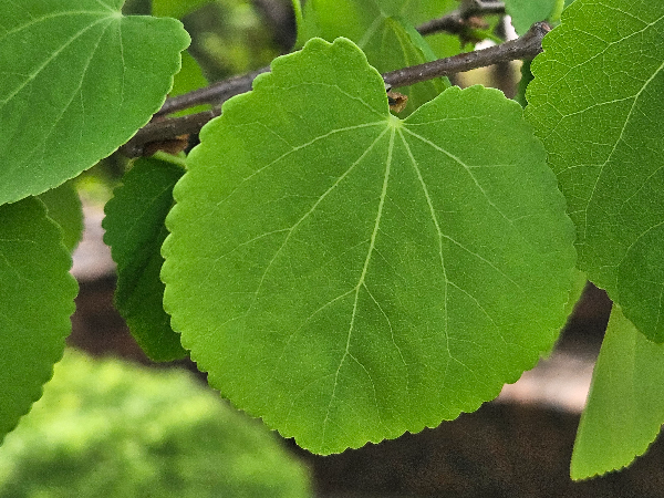 계수나무 하트모양 잎