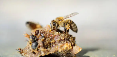 프로폴리스 효능, 부작용, 복용법 총정리 (2024ver)