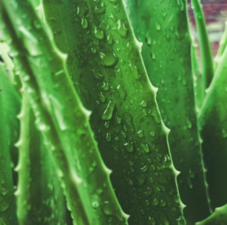 역류성식도염에 좋은 음식 영양제 식단