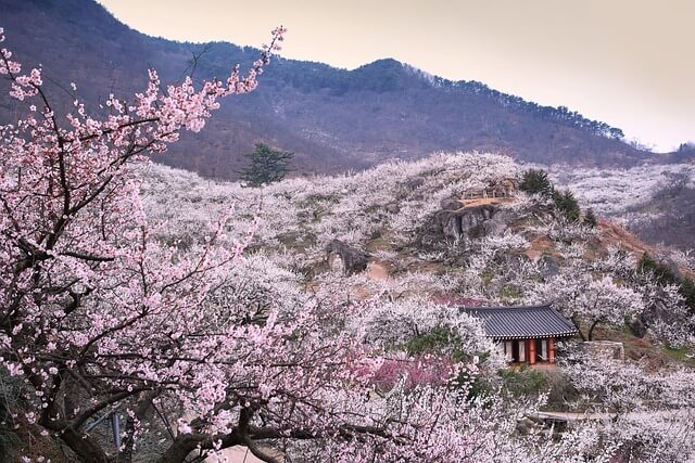 국민연금 보험료 납부예외