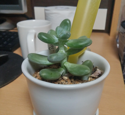 식물 영양제의 종류와 차이 (알비료, 액비, 앰플형)