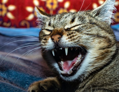 입을 벌리는 고양이.