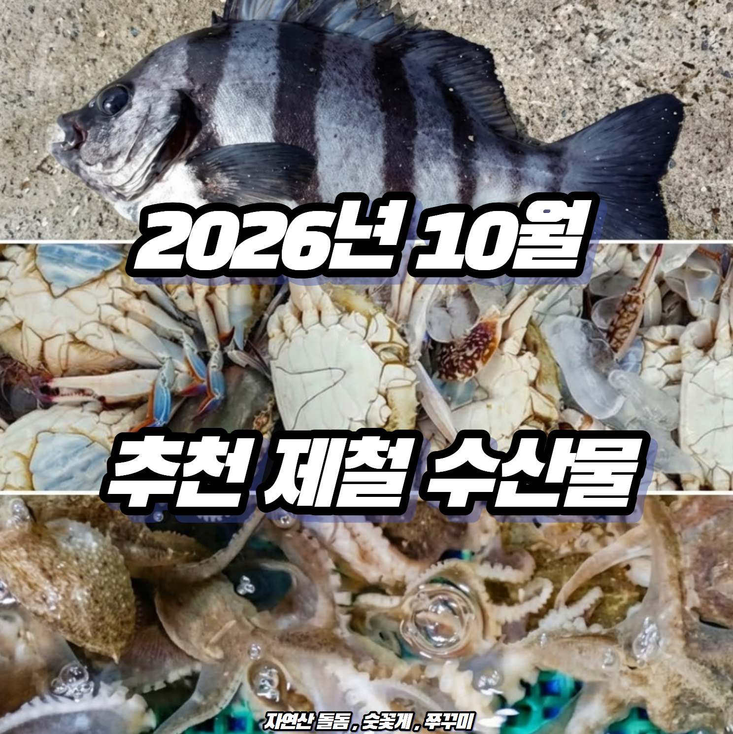 [2026년 10월 제철 수산물] 찬 바람 불 때 꼭 먹어야 할 해산물 3대장 (자연산 돌돔, 숫꽃게, 쭈꾸미)