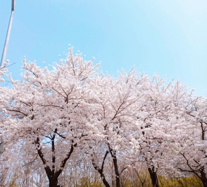 2024 여의도 벚꽃축제