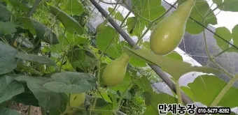 박 재배 직파 심기 순 따기 말림 보관_6