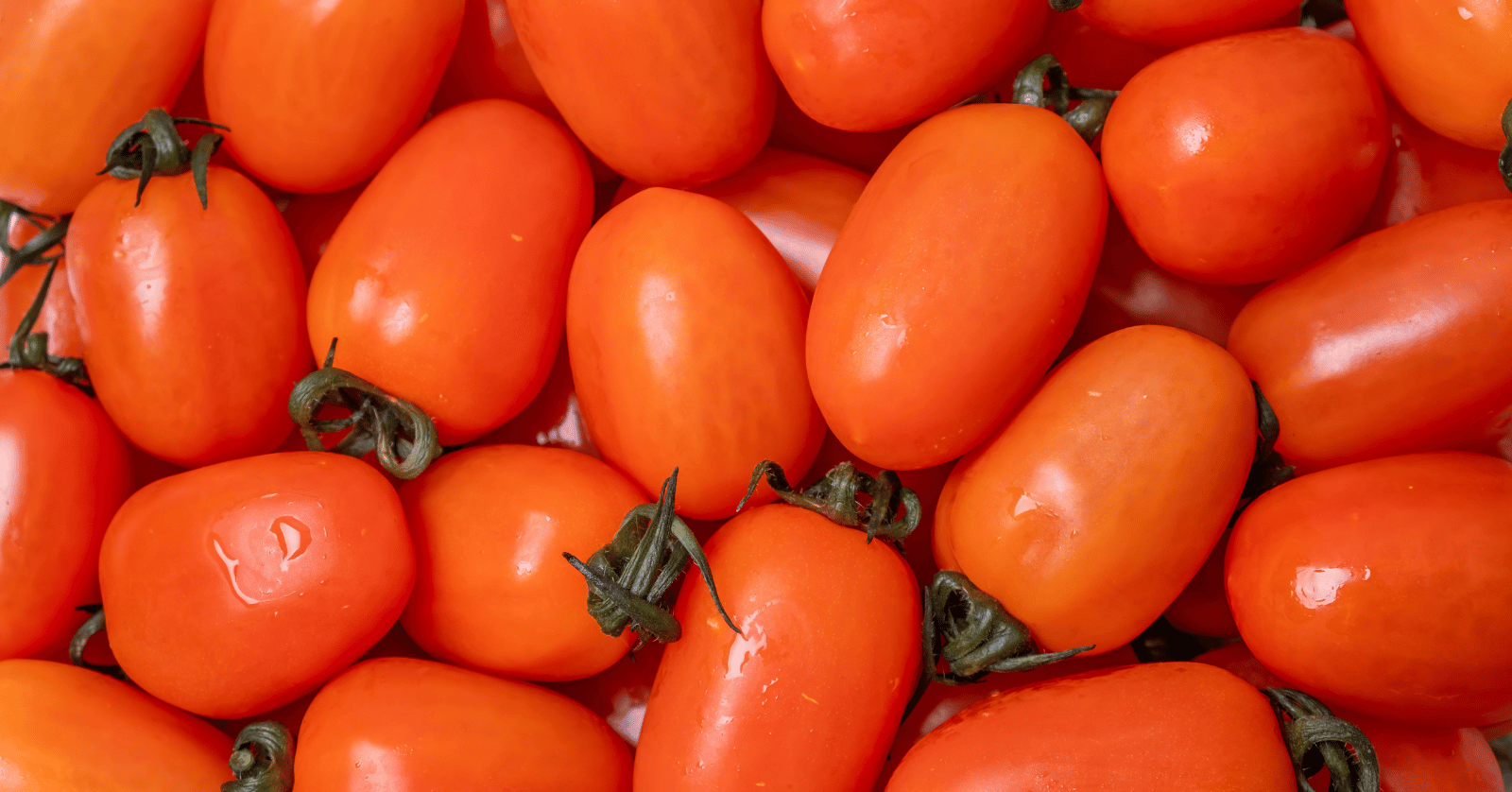 스테비아방울토마토칼로리