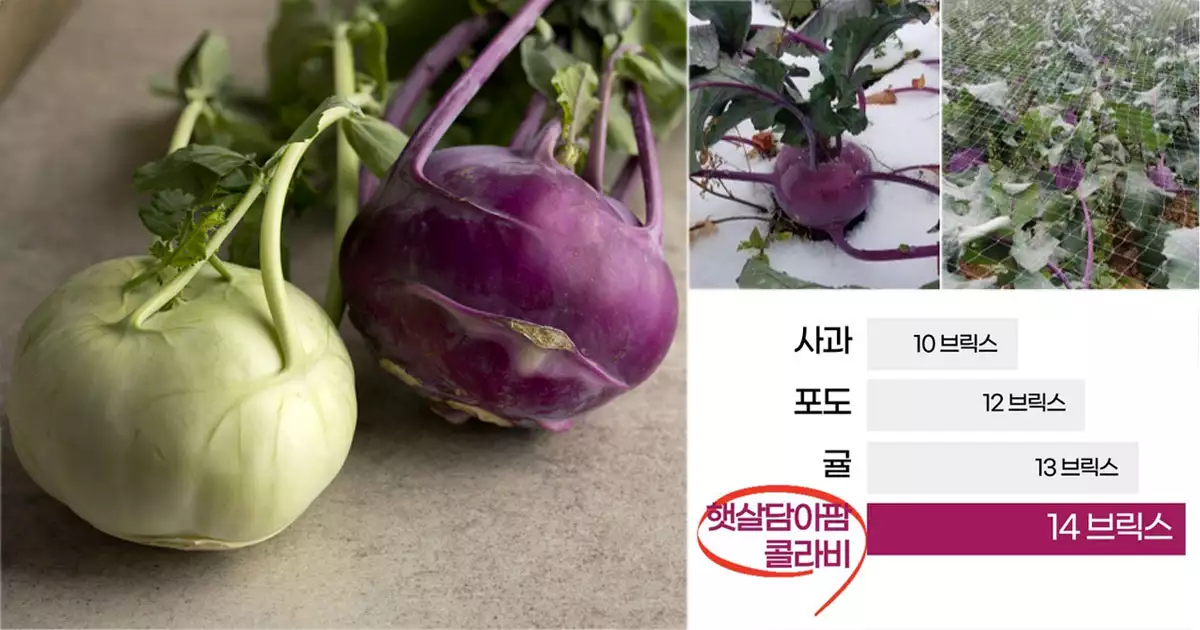 콜라비 당도비교