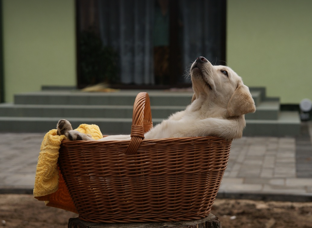 강아지에게 해로운 음식과 급여 시 주의사항