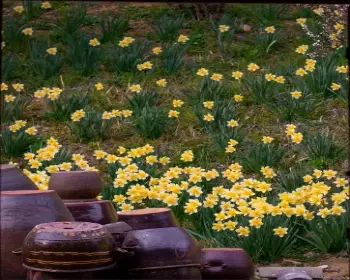 서산 유기방 가옥 수선화 축제_18