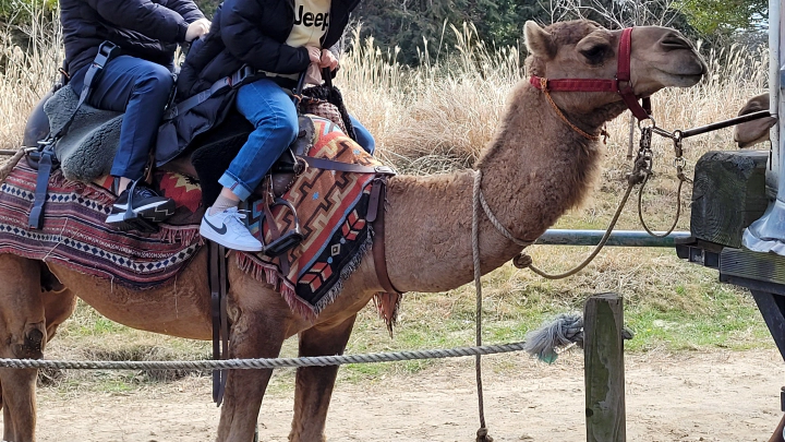우리가 탔던 낙타의 모습. 살짝 웃고 있는 듯