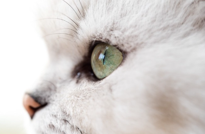 예쁜 눈동자를 가진 고양이의 옆모습 업.