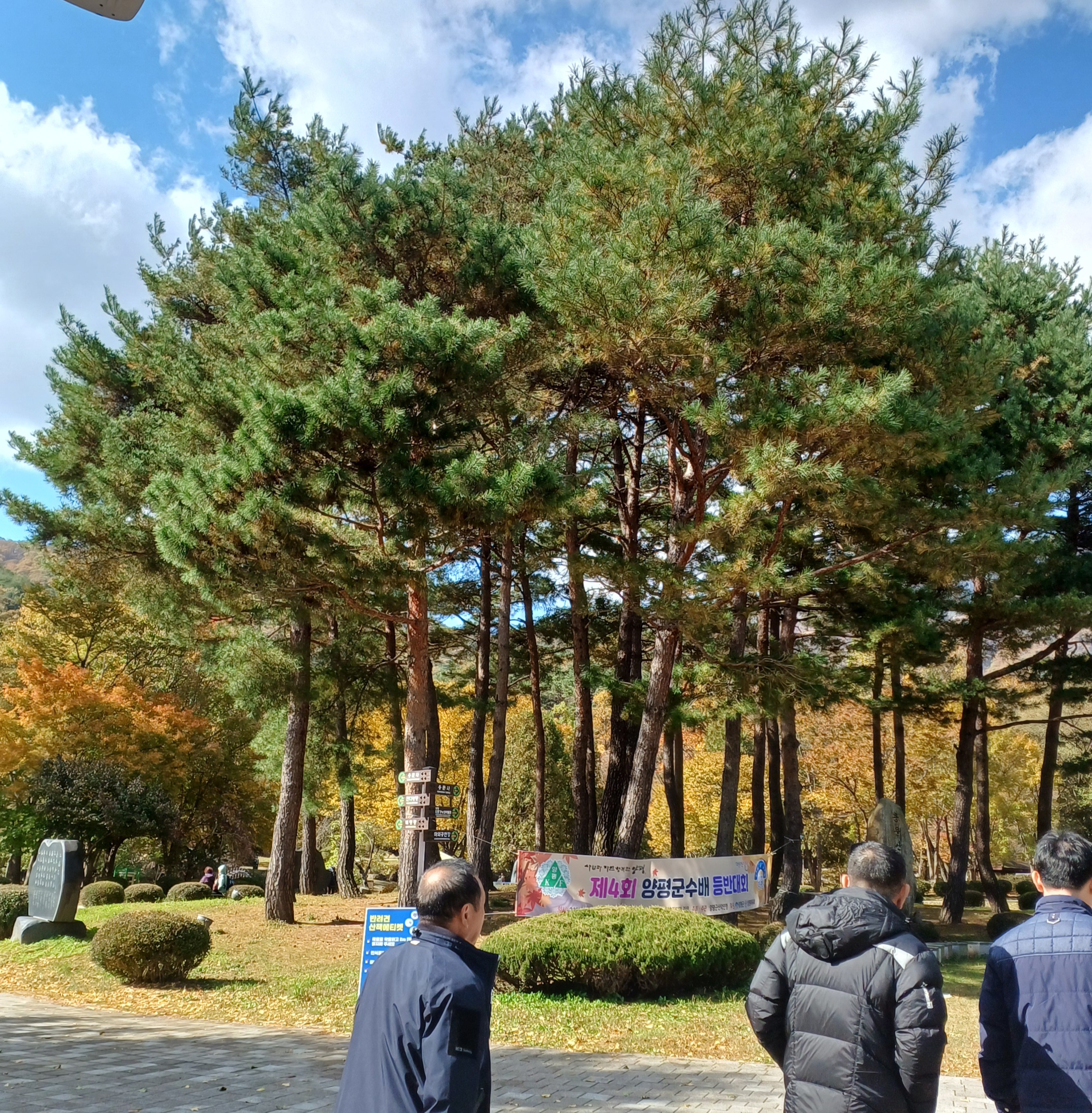 용문산-은행나무-16