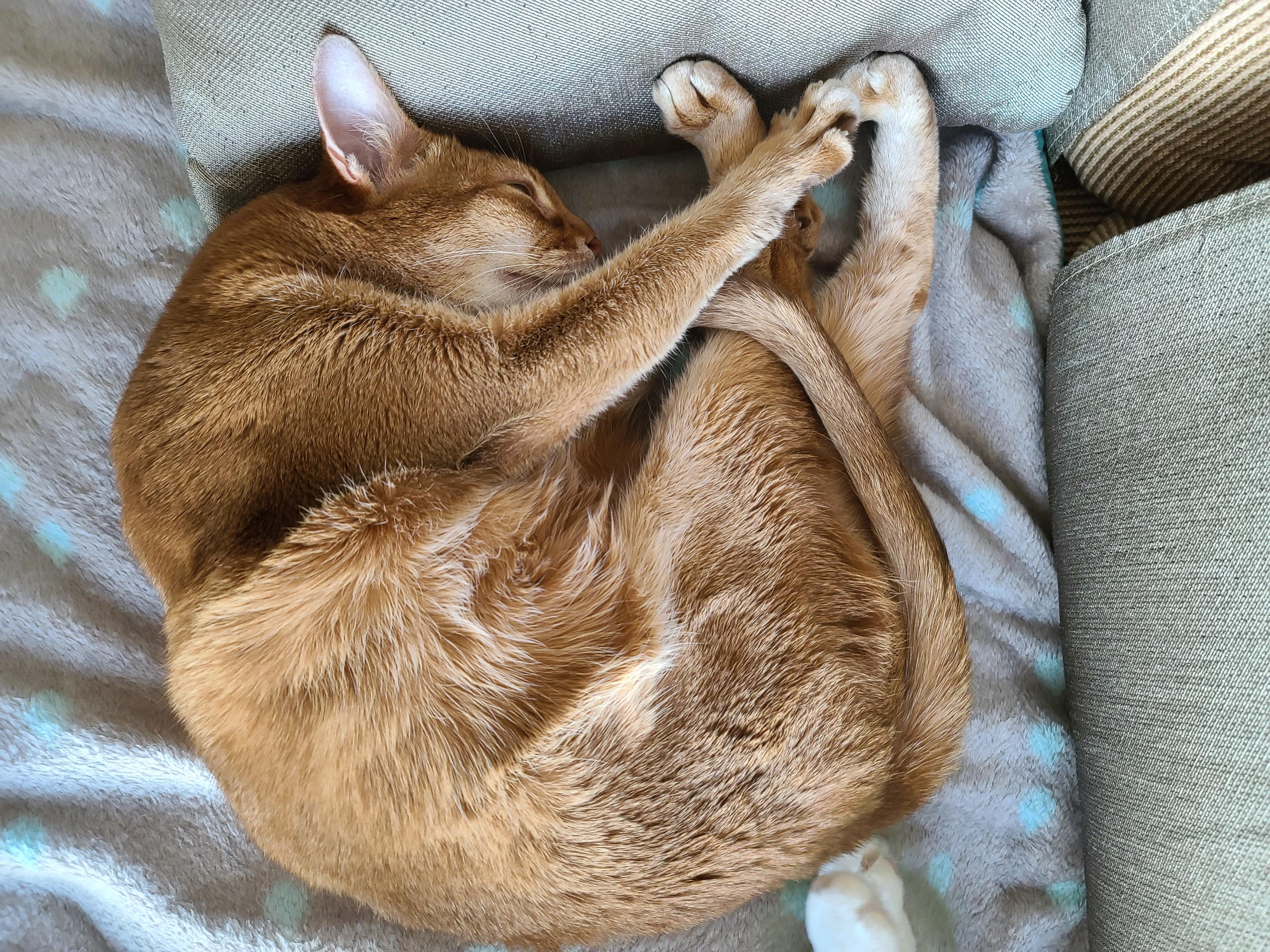 아비시니안 고양이의 골골송과 허공꾹꾹이.