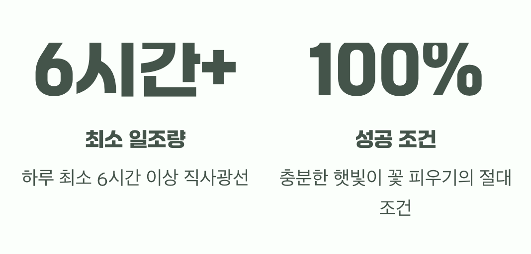 여름의 여왕을 위한 최고의 보약, 햇빛