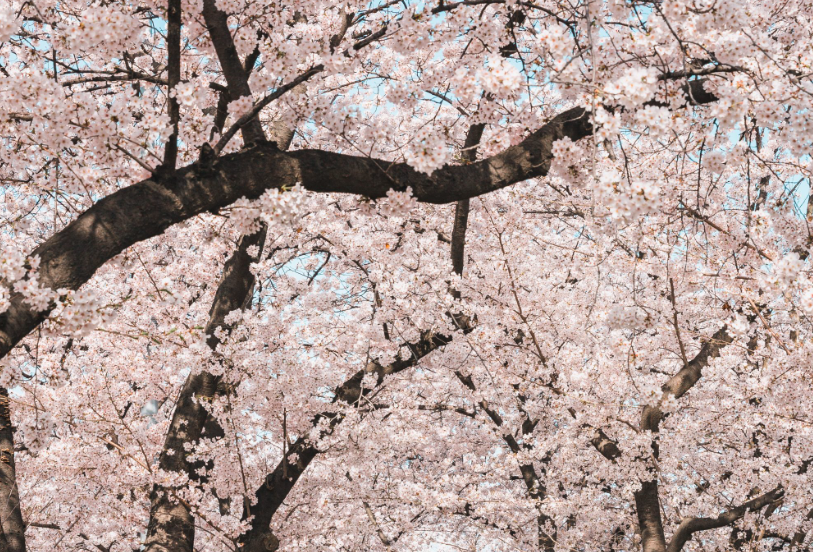 영등포 여의도 봄곷 축제 홈페이지 이미지