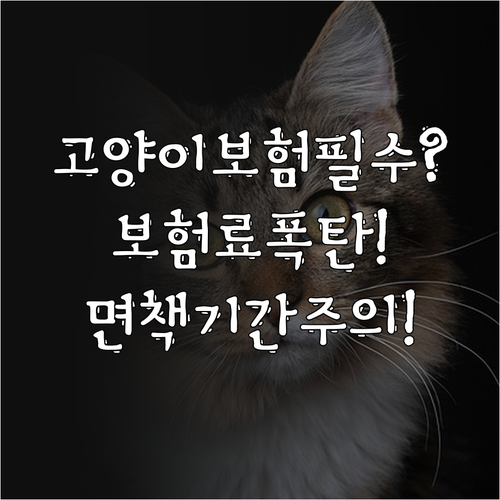 고양이 보험 가입 전 확인할 5가지 ..
