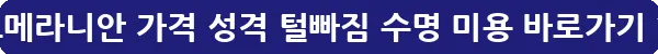 포메라니안 가격 성격 털빠짐 수명 미용_13