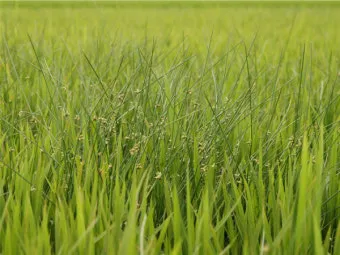 잡초 방제 전략 광폭멀칭 피복재 선발아 겨울관리_6