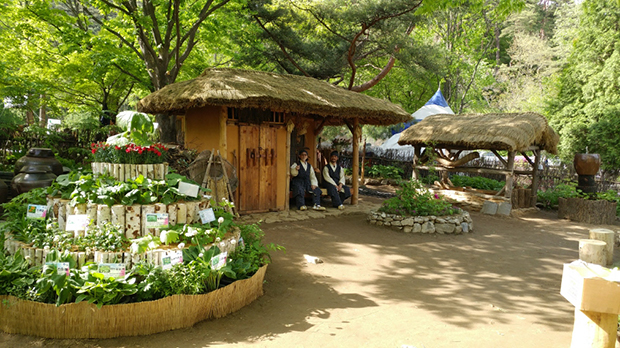 용문산 산나물 축제