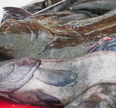 명태 이름 종류