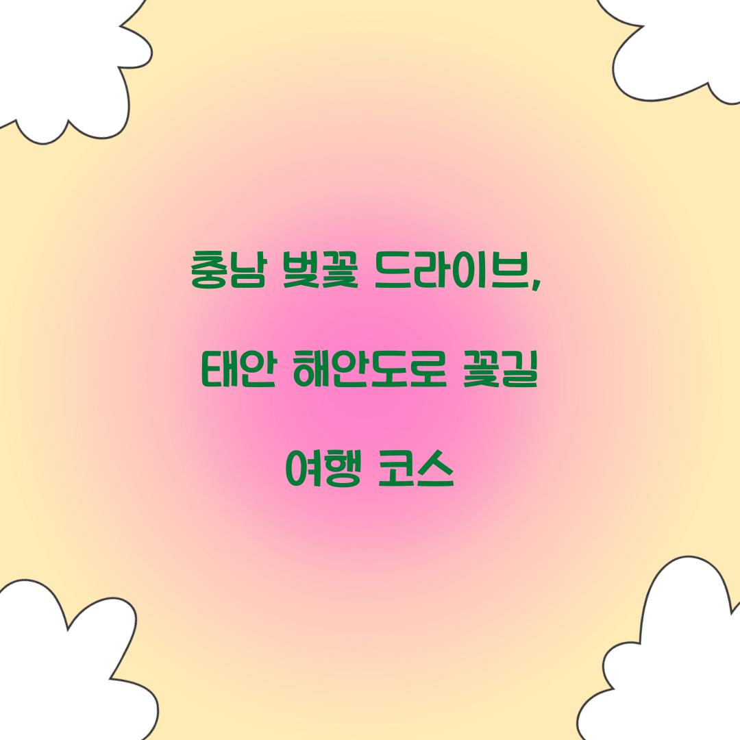 충남 벚꽃 드라이브