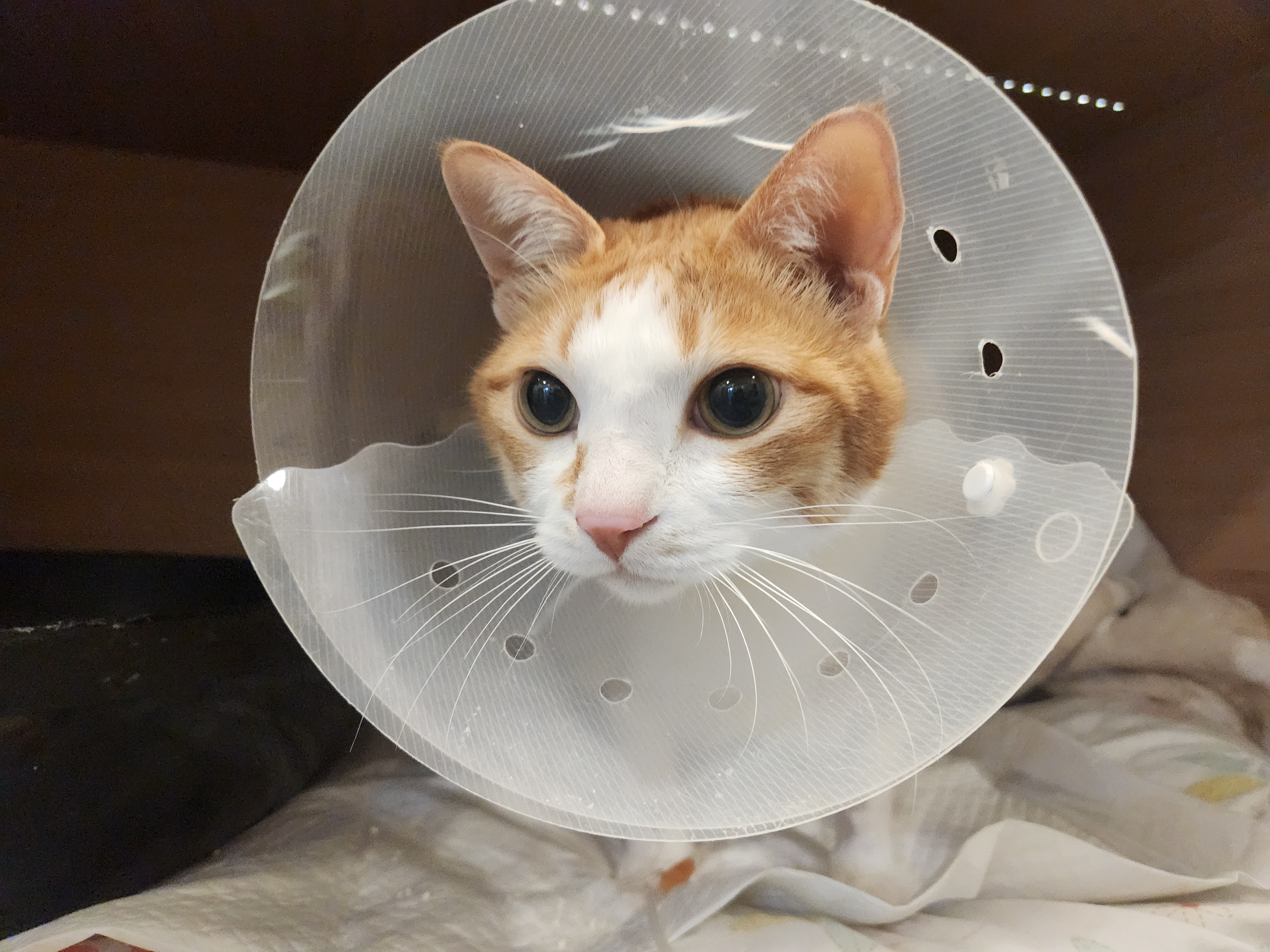 입원중인_호야_9