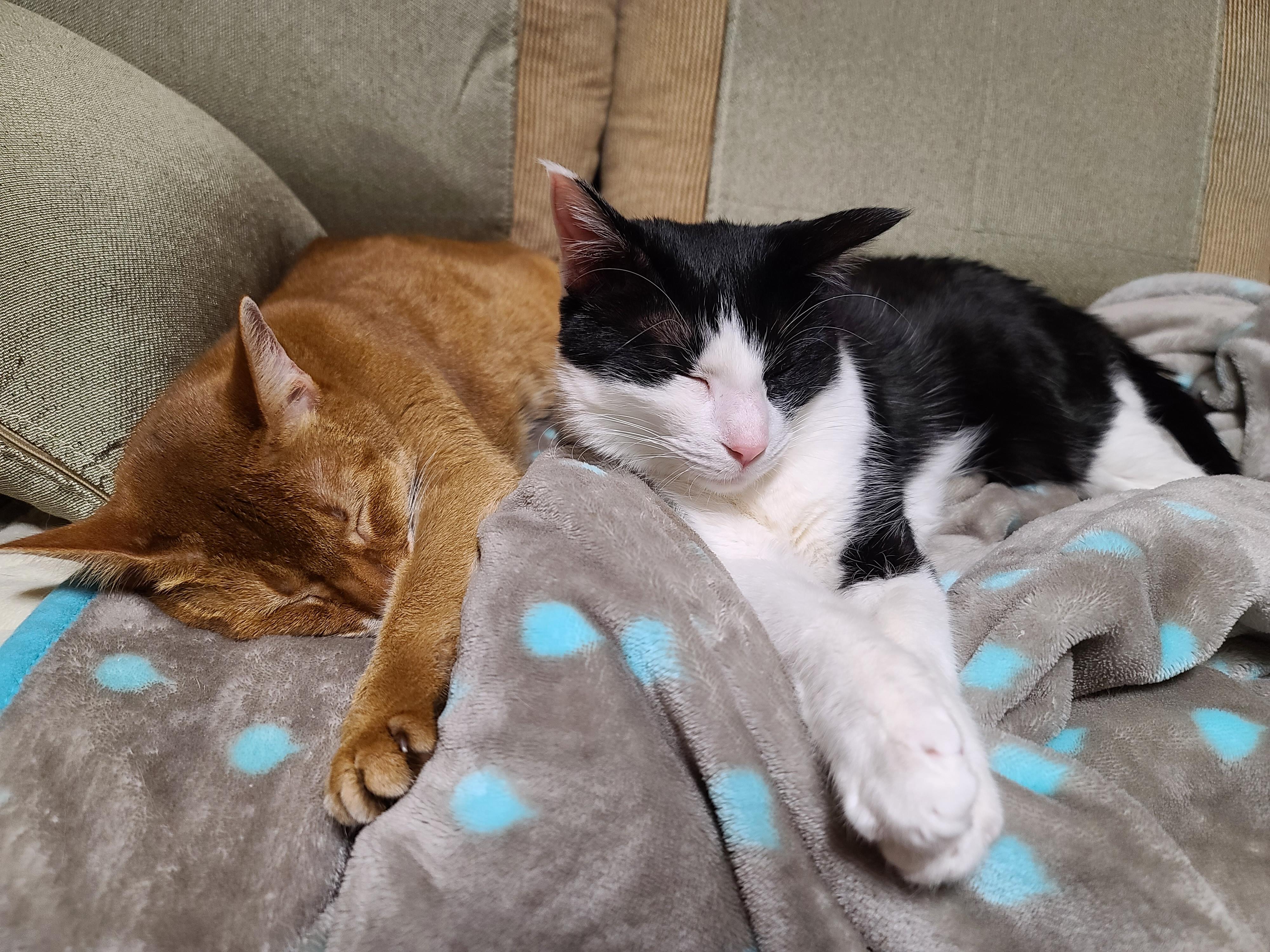 우리집 고양이들에게 전기장판은 선택이 아닌 필수! 보일러가 고장난 3일동안 아홉냥이들은...