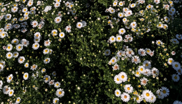 감악산 아스타국화 축제