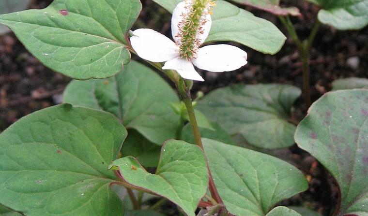 어성초 효능 및 부작용, 어성초 활용법